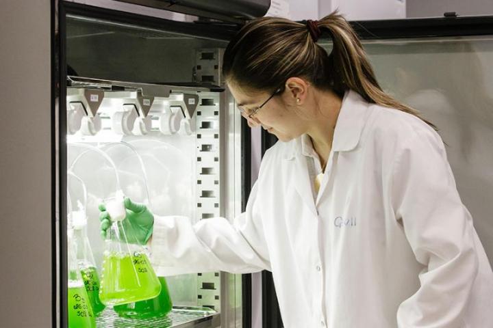  Gisell Pazmino, a MASc student (Civil Engineering) checks her vials of algae growing in centrate waste water.