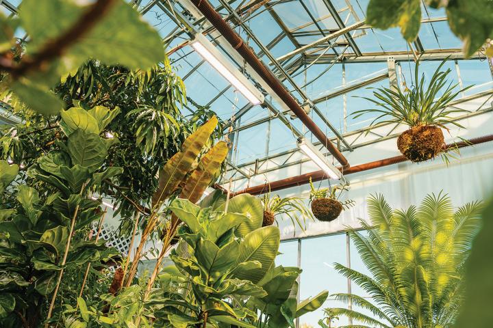 Plants hang inside the Biosciences Complex