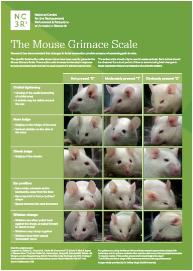 Appendix 2, The Grimace Scale 