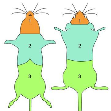 Figure 1 - Three common regions of UD lesions in mice.