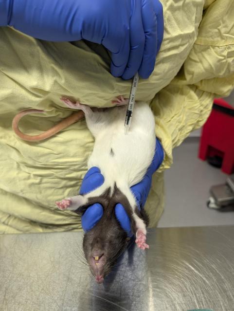 Novel IP restraint technique Image 1