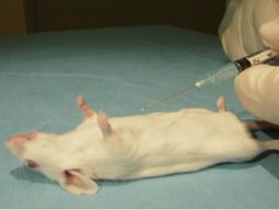 Cardiac Blood Collection - Example image 2