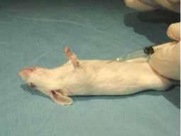 Cardiac Blood Collection - Example image 3