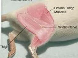Intramuscular Injection in a Rat
