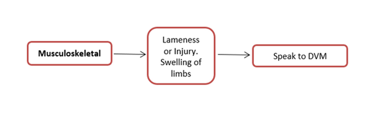 Flow Chart, Musculoskeletal