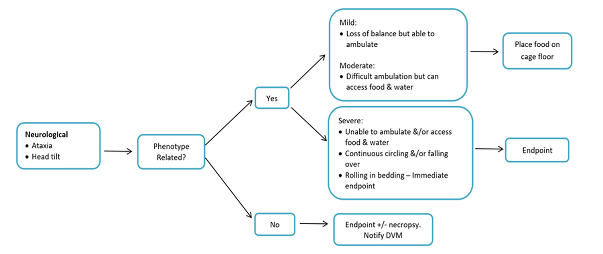 Flow Chart, Neurological