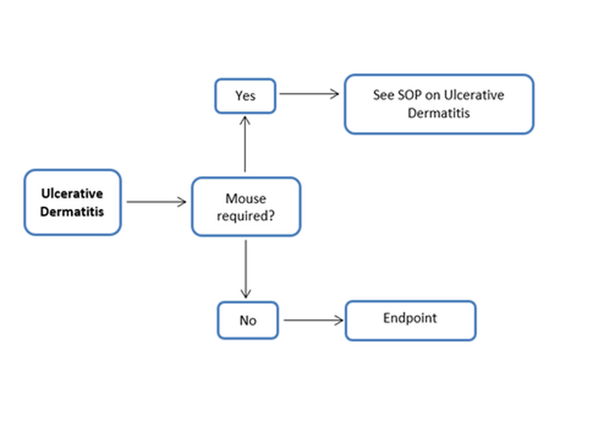 Flow Chart, Ulcerative Dermatitis