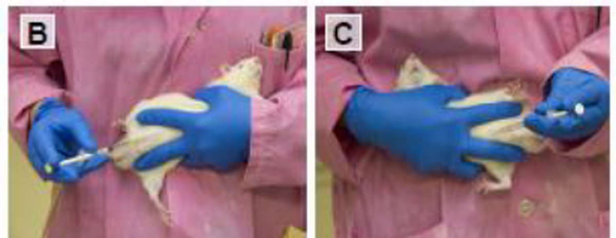 Intraperitonial injection in rats