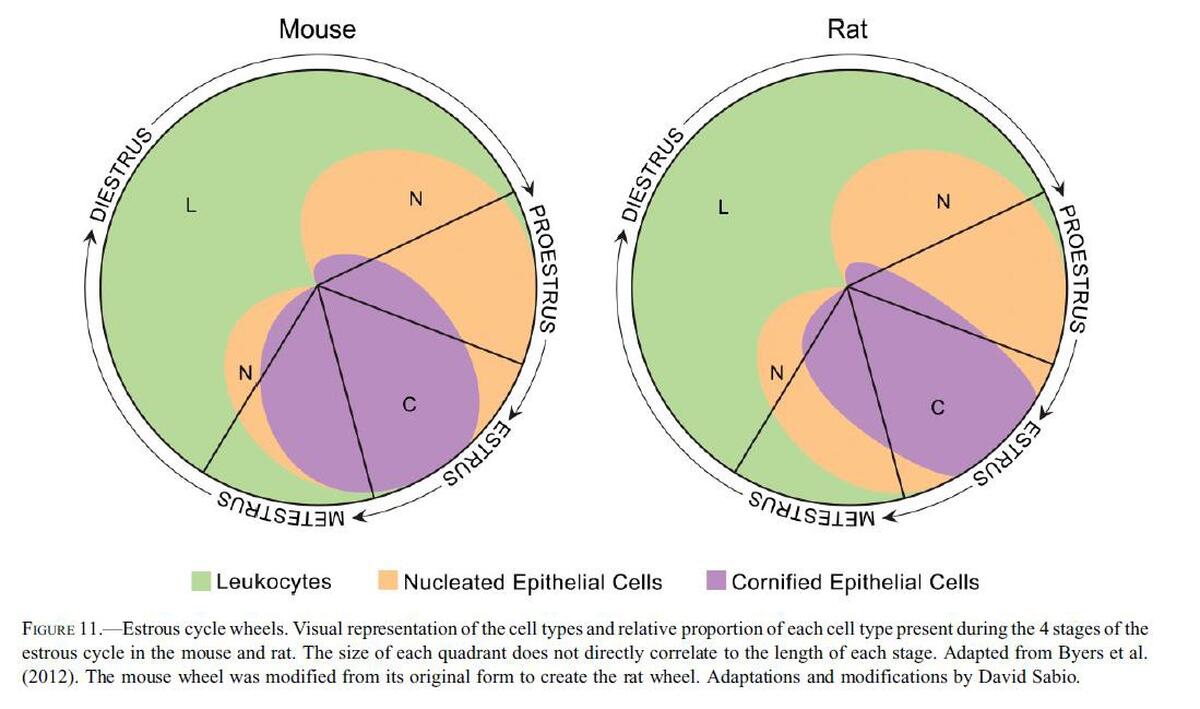 Stages of the Estrous Cycle
