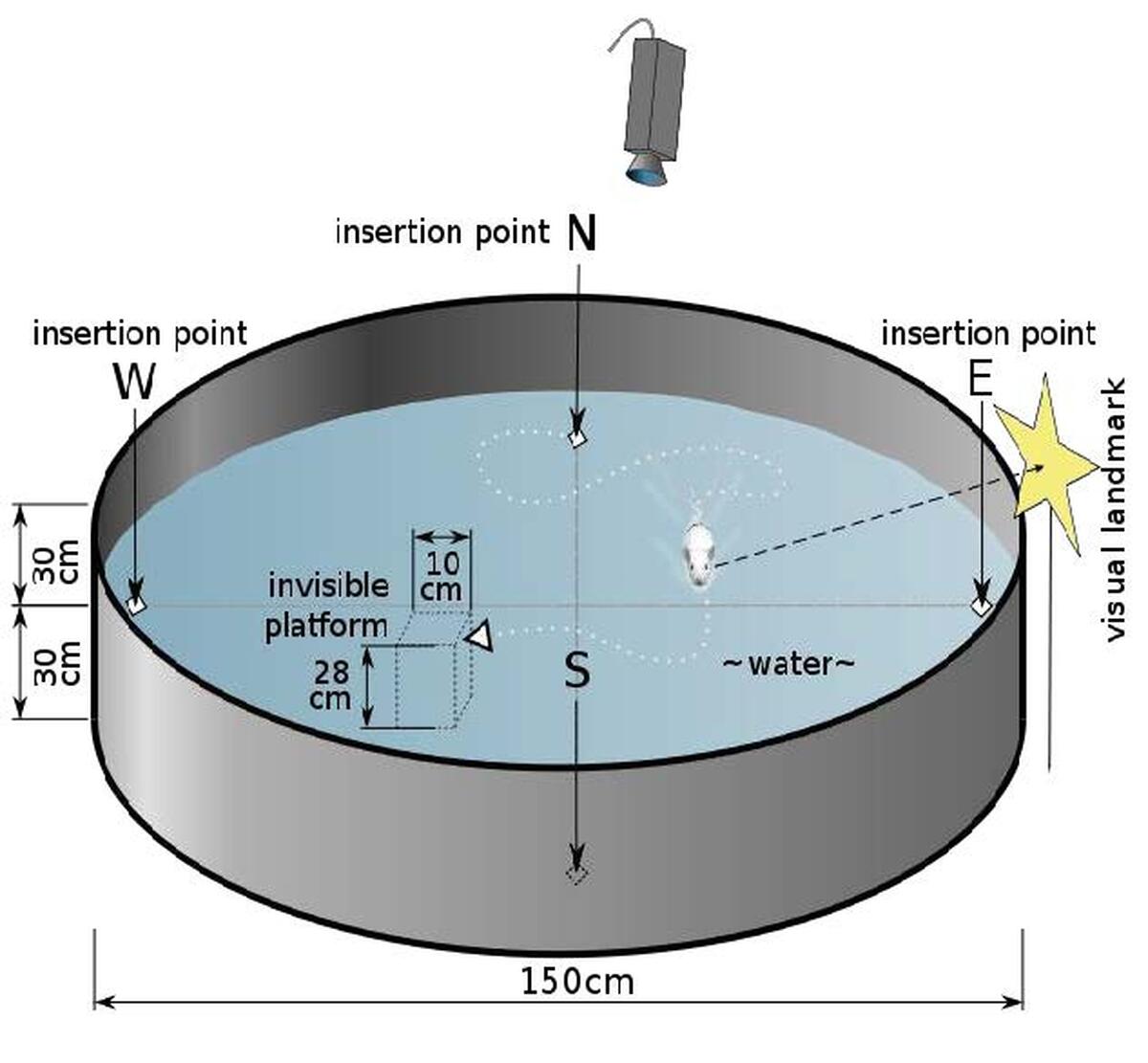 Morris Water Maze (Rats) Animals in Science