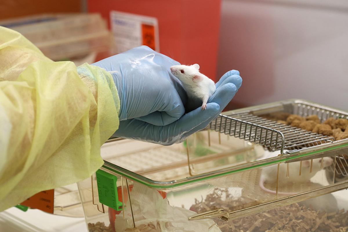 Mouse in the hand of a researcher