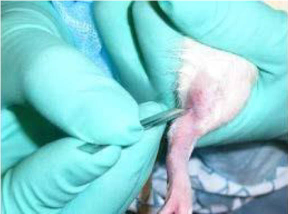 Saphenous Vein procedure on a mouse