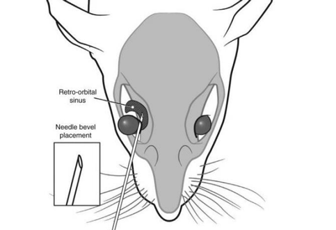 Correct placement of the needle relative to the retro-orbital sinus, the eyeball and the back of the orbit. 