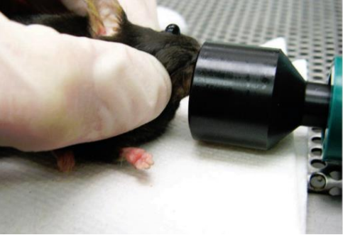 The mouse’s eye is partially protruded from the socket by applying gentle downward pressure to the skin dorsal and ventral to the eye.