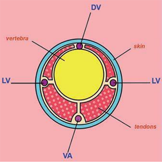 Diagram of a transverse sectional view of a rat tail showing the dorsal vein (DV), lateral veins (LV), and ventral artery (VA).