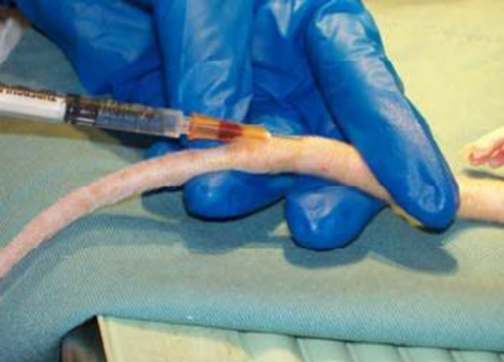 Rodent Tail Vein Injections in Mice