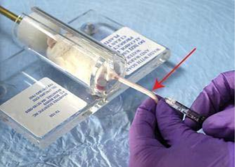 Non-anaesthetized mouse in restrainer