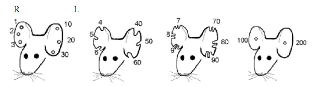 Example of Ear Notching for Identification in Mice