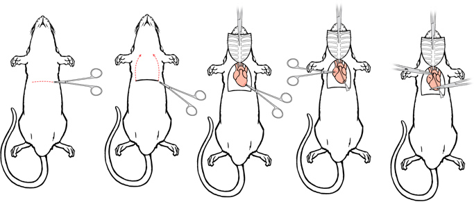 Whole Body Perfusion for Small Rodents