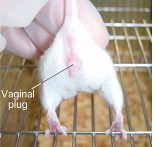 mouse’s vaginal canal with plug