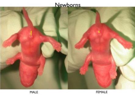 Confirm sexing in newborn mice