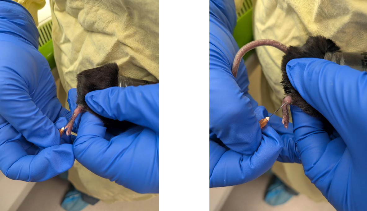 Saphenous blood collection in mice