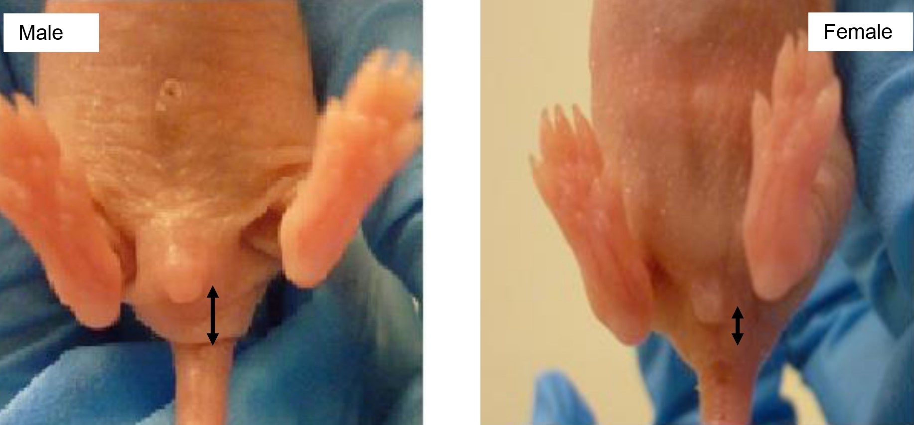 Neonate Rat