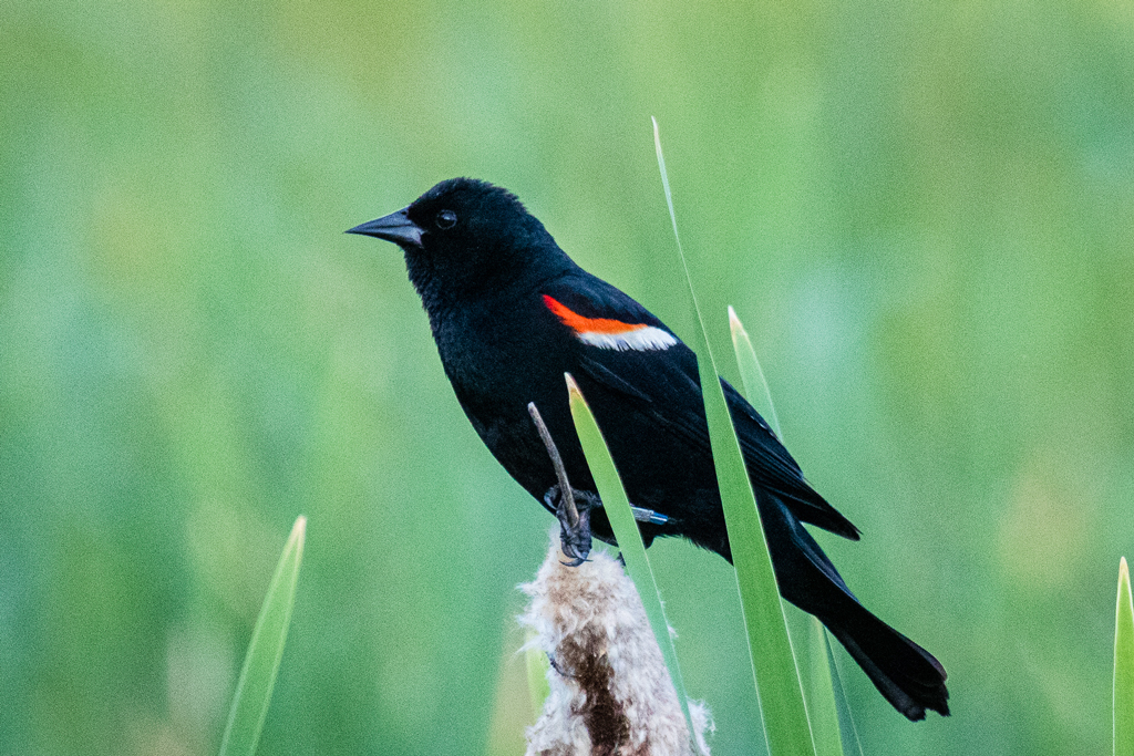 A male Red-winged blackbird watches over the nest