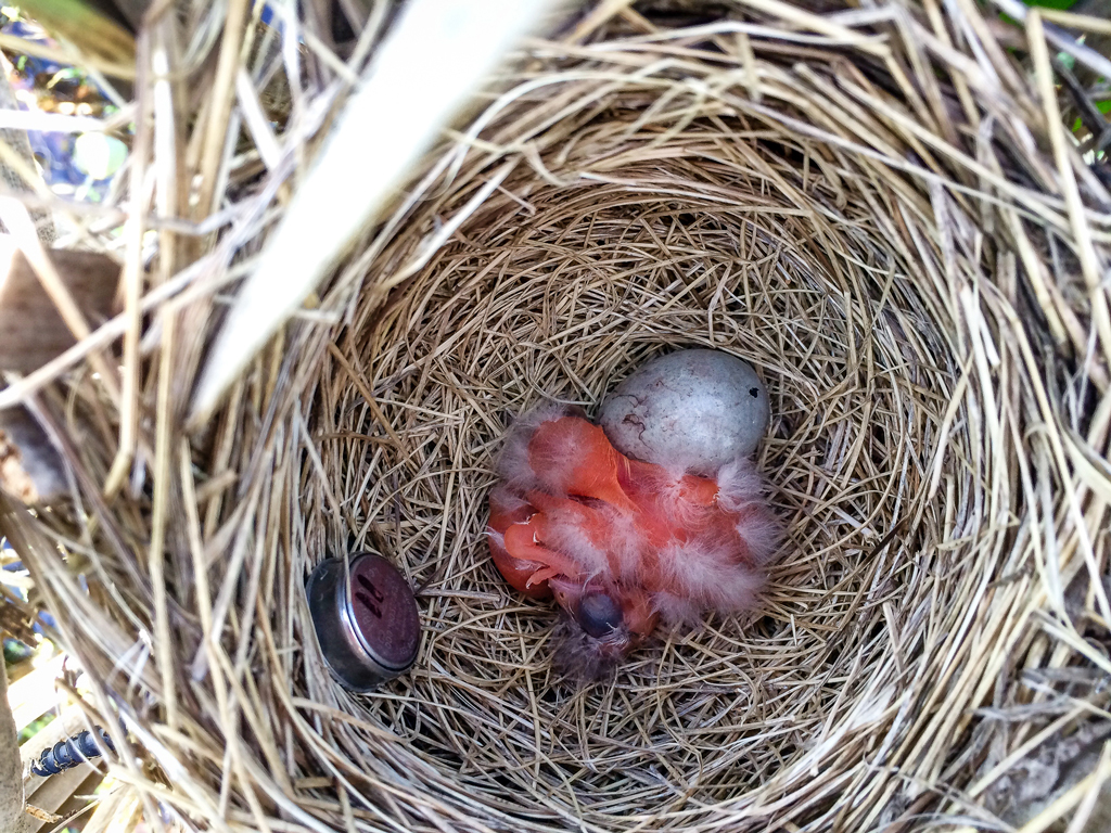 Nest of baby Red-winged blackbird