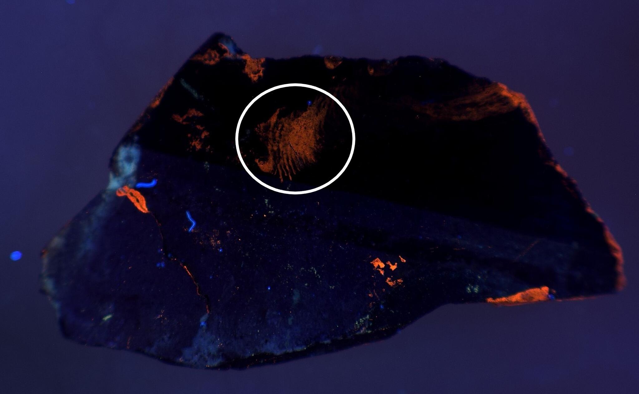 Fingerprint on sherd seen in UV light