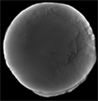 Micro-CT scans of DN 43