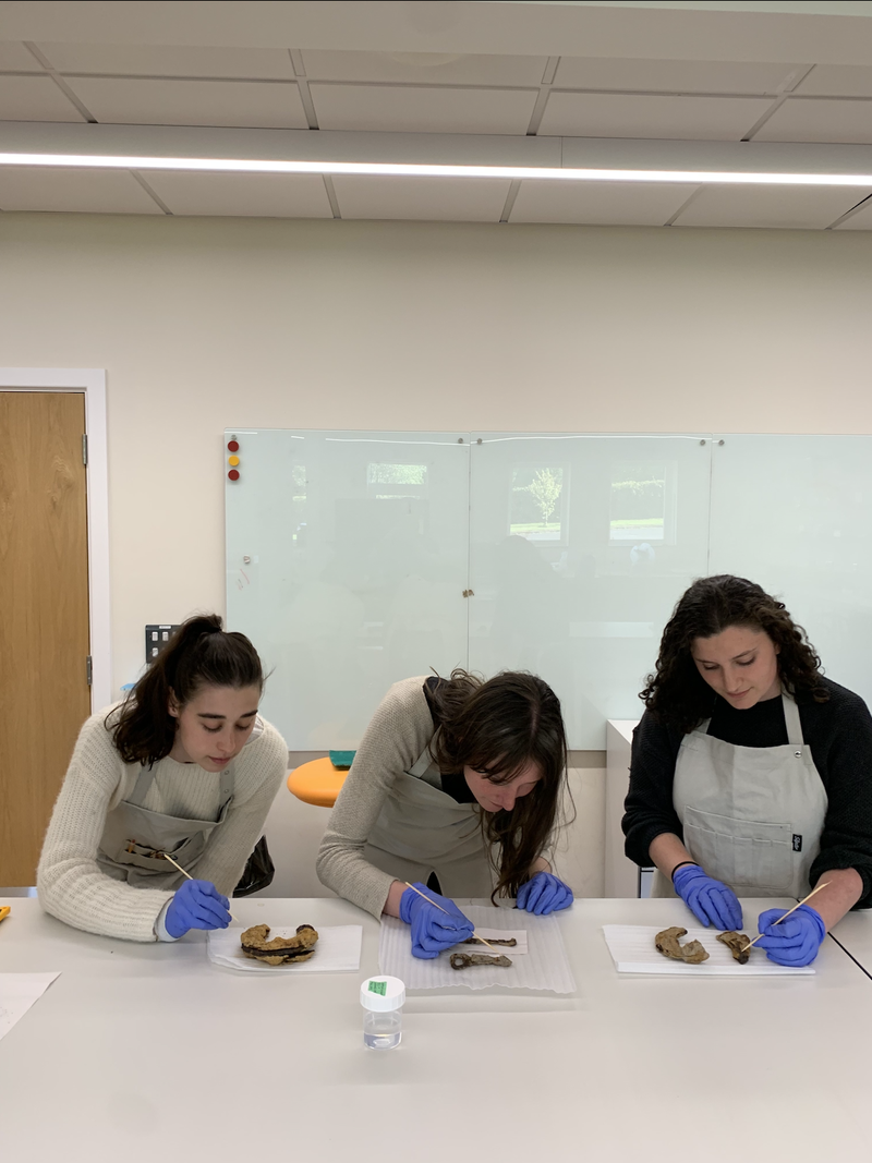 Art Conservation students working to document, inventory, and assess artifacts at BISC/Herstmonceux Castle.