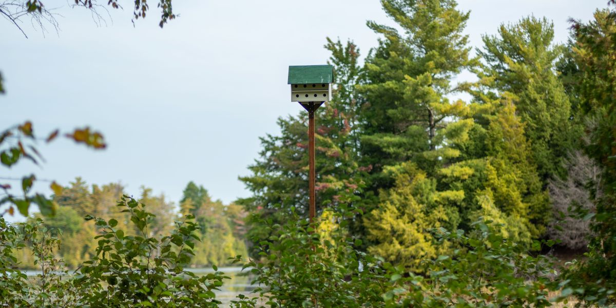QUBS forest with bird house