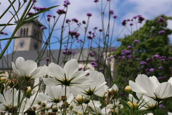 Flowers on Queen's Campus