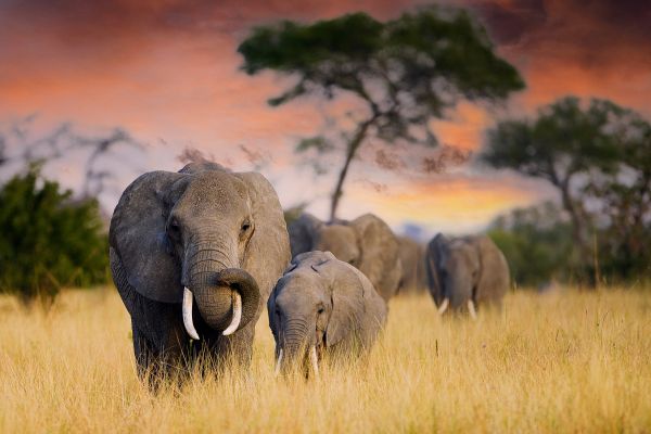 Elephants walking across a plain.