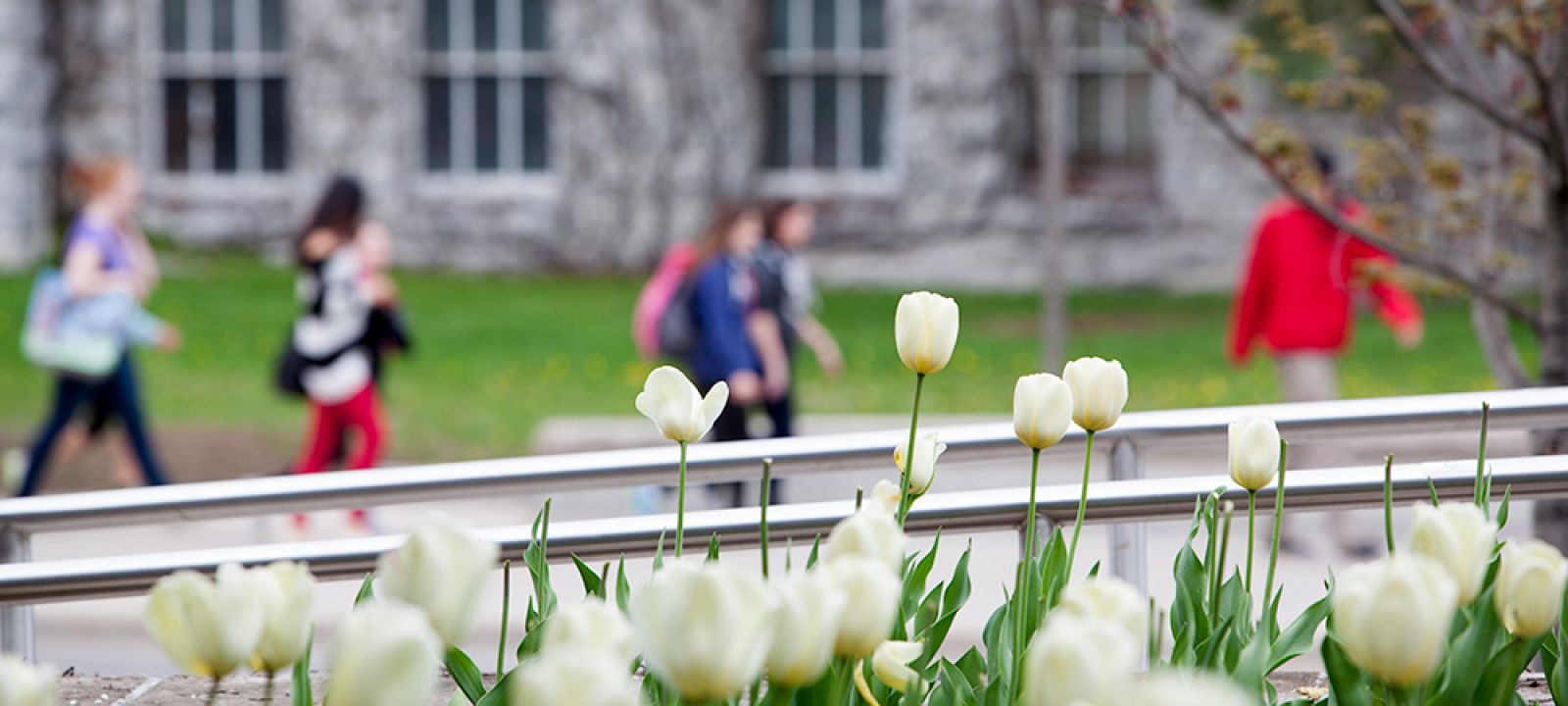 White Tulips with blurred students walking in the background