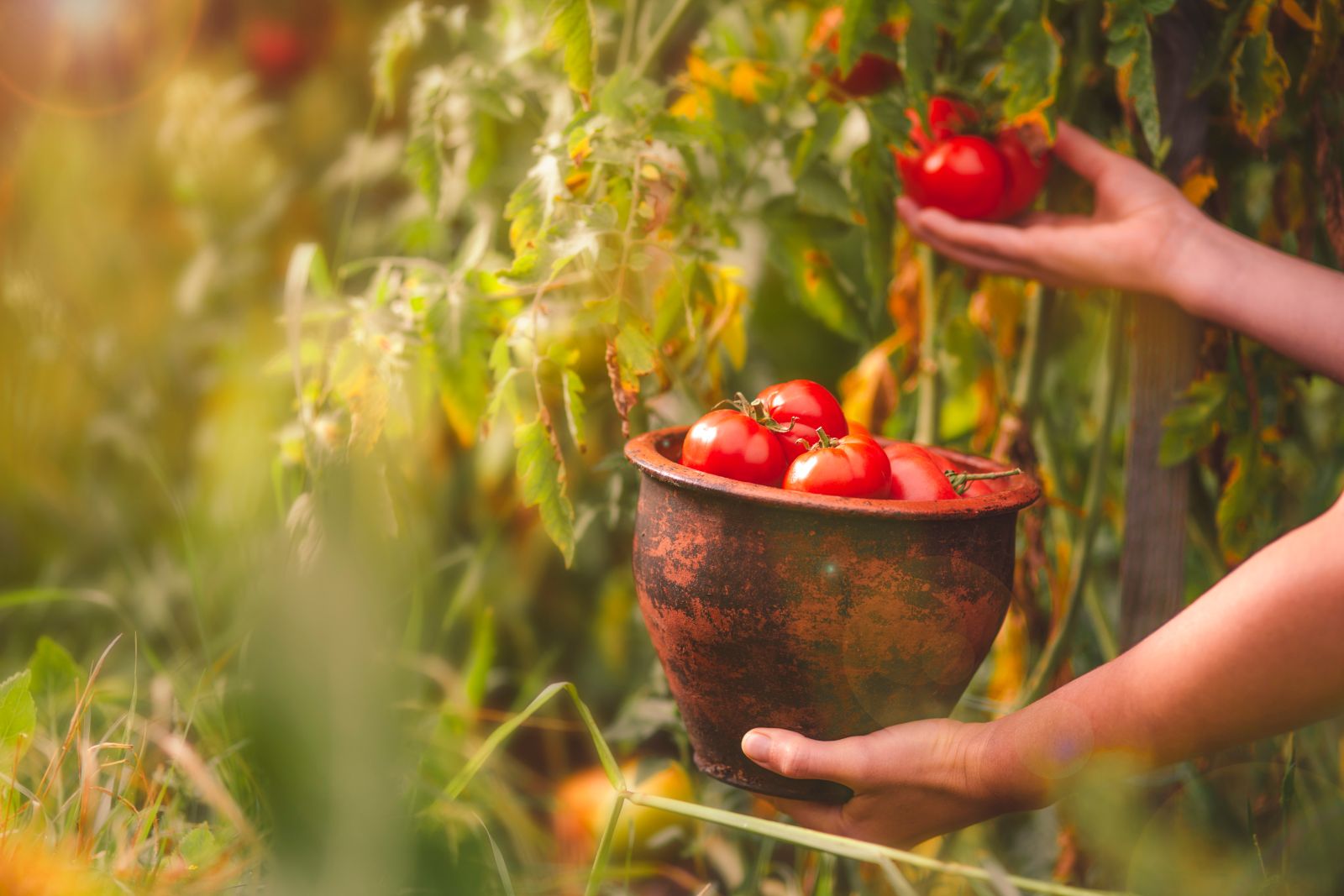 Tomatoes being harvested