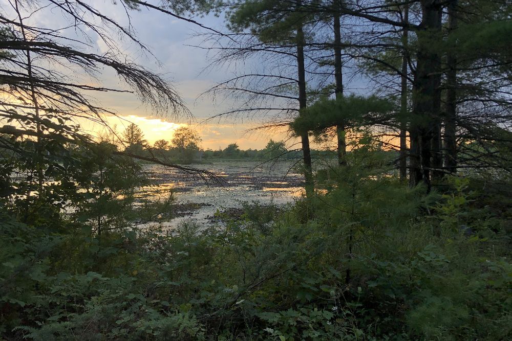 Sunset looking over what through trees in a forest