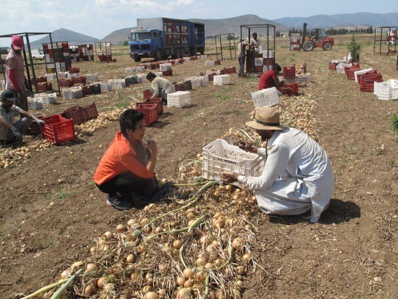 People harvesting