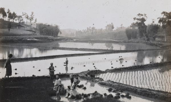 Farmers transplanting rice. Photograph by Oliver Hulme. Historical Photographs of China, University of Bristol Library (OH02-22)