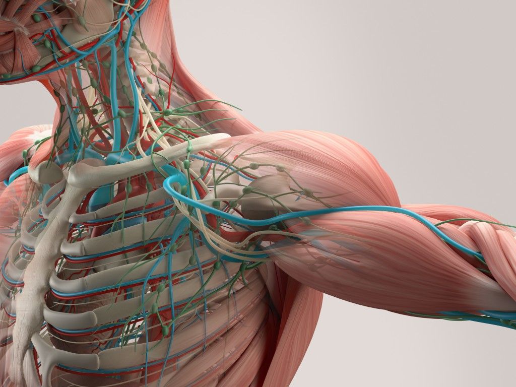 Similuted image of a human's cardiovascular system