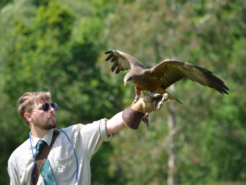 Man with Falcon on hand