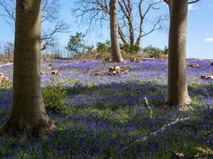 Coppicing