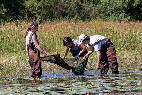 Biology students doing research in a marsh