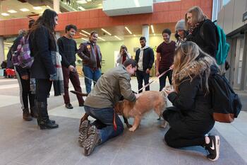 Image of people around a therapy dog - for illustration only