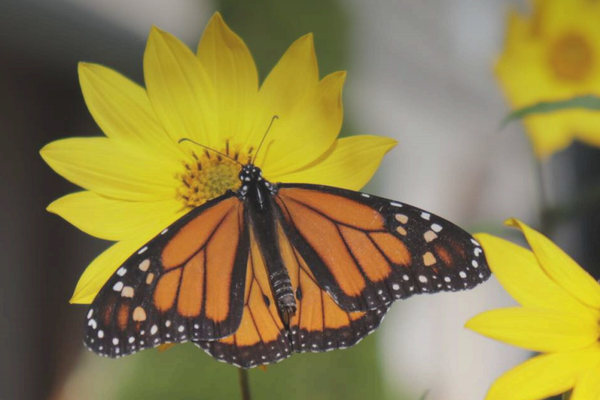 Bylaws for Biodiversity: Collaborative Toolkit for Municipalities (2024)