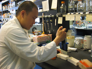 man in laboratory pipetting sample into container