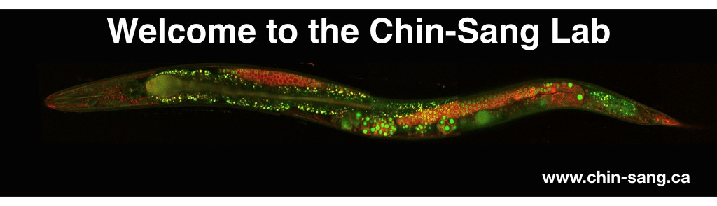 Transgenic C. elegans with GFP in nuclei and RFP on membranes