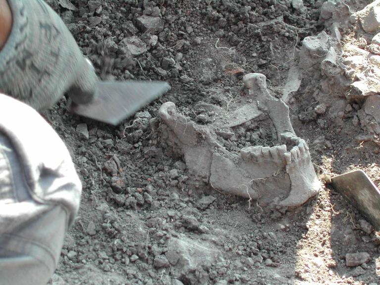 Lower jaw bone uncovered at Matera dig site.