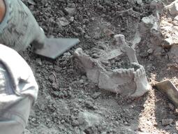 Lower jaw bone uncovered at Matera dig site.